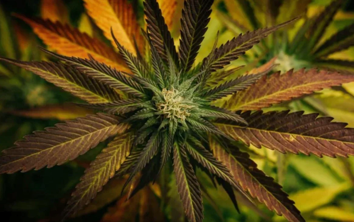 THC-O vs. THC: Understanding the Differences